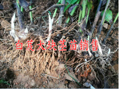 云南哪里白芨種苗價格低？云南三農白芨網圖3