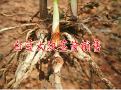 /四川/湖南白芨塊莖多少錢一株？圖3