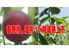 云南紅河油桃#云南德宏油桃#富寧油桃#蒙自油桃什么價圖1