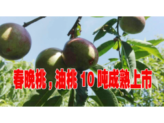 合作社油桃特點汁多脆甜，優質春晚桃,油桃圖3