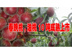 云南油桃種植基地批發(fā)信息@0871-64155848 劉先生圖2