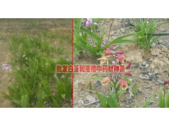 #白芨價(jià)格的種植行情&楊先生 13987819680圖2