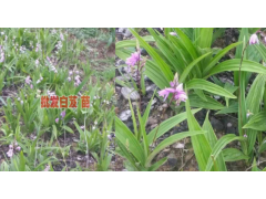 #白芨價(jià)格的種植行情&楊先生 13987819680圖3