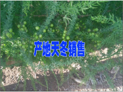 大理哪里有天門冬銷售%天冬種植戶批發(fā)價格圖3