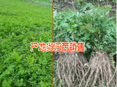 一畝當歸(干歸/秦哪/西當歸)種植基地成本在多少圖2