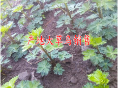 貴州中藥材有哪些_貴州主產哪些中藥材-草烏價格?圖2