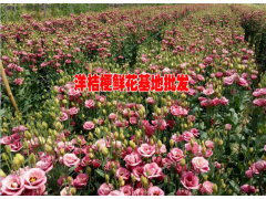 洋桔梗花卉哪里低價(附圖)@洋桔梗種植技術圖2