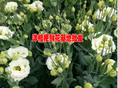 云南紫色洋桔梗多少錢一朵#多少一扎洋桔梗@洋桔梗今日價格圖2