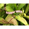 2019年鮮白芨價格%白芨種苗價