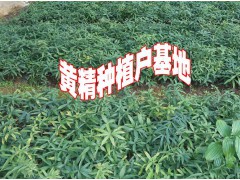 產地重樓種苗批發廠家#重樓栽培技術#重樓種植技術@#重樓圖片圖3