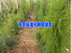 天冬種植示范社·#  統一管理的天冬種植基地圖2