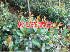 |云南丹桂樹苗|云南龍桂多少錢一株|茶花、桂花、八月桂、馬櫻花圖2