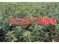 |云南紅豆杉網(wǎng)|哪里有紅豆杉樹苗|紅豆杉樹苗價格|圖3