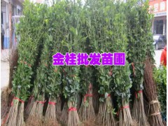 什么是金桂綠化樹苗#紅河金桂樹苗物點(diǎn)-紅河苗木培育基地,圖2