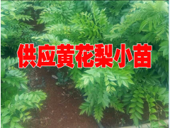 黃花梨權威鑒定#黃花梨樹苗哪里有賣@黃花梨怎樣種植圖2