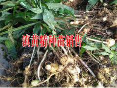 墨江哪里有滇黃精銷售?云南節節高小苗基地價格0.9元一株圖2