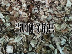 云南當歸種苗(籽)批發_當歸幾月份種植比較適合-當歸種植戶圖2