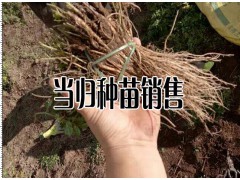 哪些地方適合種植當歸-當歸產地分布區域圖3