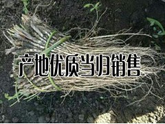 陜西/甘肅/湖北當歸批發種苗%今日當歸種苗銷售批發多少一斤圖1