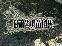 陜西/甘肅/湖北當歸批發種苗%今日當歸種苗銷售批發多少一斤圖2