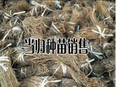 哪里的當歸品質比較好—產地當歸種苗批發銷售圖1