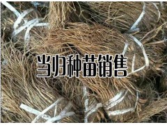 哪里的當歸品質比較好—產地當歸種苗批發銷售圖3