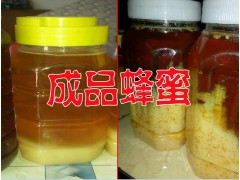 誰知道胡蜂蜂王如何筑巢&胡蜂筑巢箱圖圖2