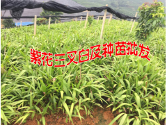 白芨苗價格是多少?云南省紫花三叉白及種苗怎么樣?圖3