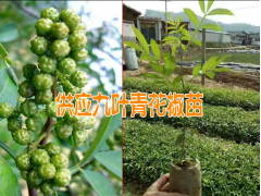 產地花椒苗#大理九葉青花椒苗基地圖3