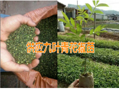 云南德宏/麗江九葉青花椒苗樹苗#九葉青花椒種植技術圖2