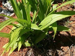 云南大理白芨苗批發|白芨苗購買圖2