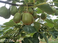 200畝紅心獼猴桃基地急需轉讓圖2