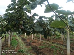 200畝紅心獼猴桃基地急需轉讓圖3