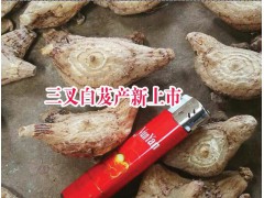 白芨大塊莖信息圖2