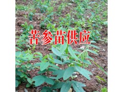 苦參價格?苦參苗價格統貨0.6元每株(參考價格)圖2