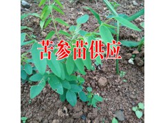 苦參價格?苦參苗價格統貨0.6元每株(參考價格)圖3