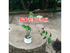 糯米香茶價格#糯米香茶怎么泡#糯米香普洱茶圖3