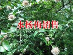 云南滇紅花～續(xù)斷～木香～玉葡萄根～燈盞花圖3