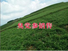 臭黨參批發價格#昭通臭參中藥材供應*云南臭黨參基地圖2