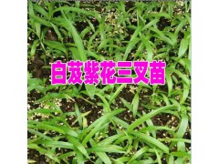 云南 白芨瓶苗&宣威種植專業(yè)合作社圖2