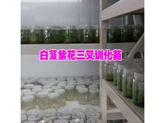 白芨訓化苗哪里的好?云南白芨訓化苗公司聯系圖2