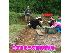 白芨訓化苗哪里的好?云南白芨訓化苗公司聯系圖3