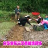 白芨種子直播育苗技術公司&云南白芨種苗價格#白芨育苗技術