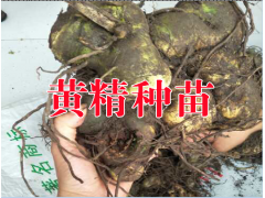 黃精種植技術與產量分析&云南黃精種苗供應商圖2