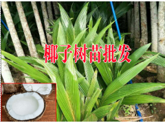 椰子苗多少錢(熱帶苗木種植場(chǎng)13118971608)#圖2