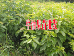 牛油果怎么種植才結果?廣西牛油果苗圖2