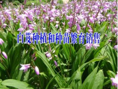 云南白芨苗批發_云南明遠中藥材種植有限公司13887290917圖2