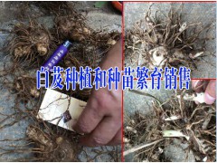 大理白芨種植供應商#云南白芨價格廠家_云南白芨苗銷售圖1