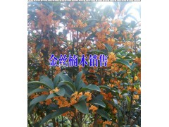 云南紅河黃花梨樹苗多少錢?黃花梨小苗哪里能賣到?圖2