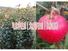 馬龍蘋果苗價格是多少|那里有蘋果樹苗|購買蘋果苗到哪里|圖2